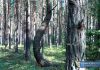 Spacerkiem po gminie - zapomniany kamieniołom i lej po bombie